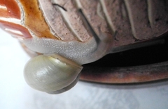 Cepaea hortensis