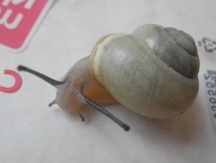 Cepaea hortensis