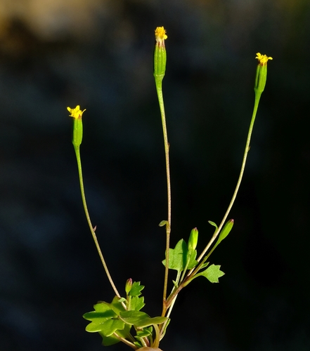 Stilpnogyne