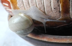 Cepaea hortensis