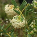 Pimelea floribunda - Photo (c) Wildlife Travel, algunos derechos reservados (CC BY-NC)