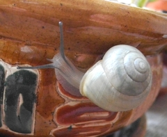 Cepaea hortensis