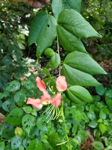 Bauhinia hildebrandtii