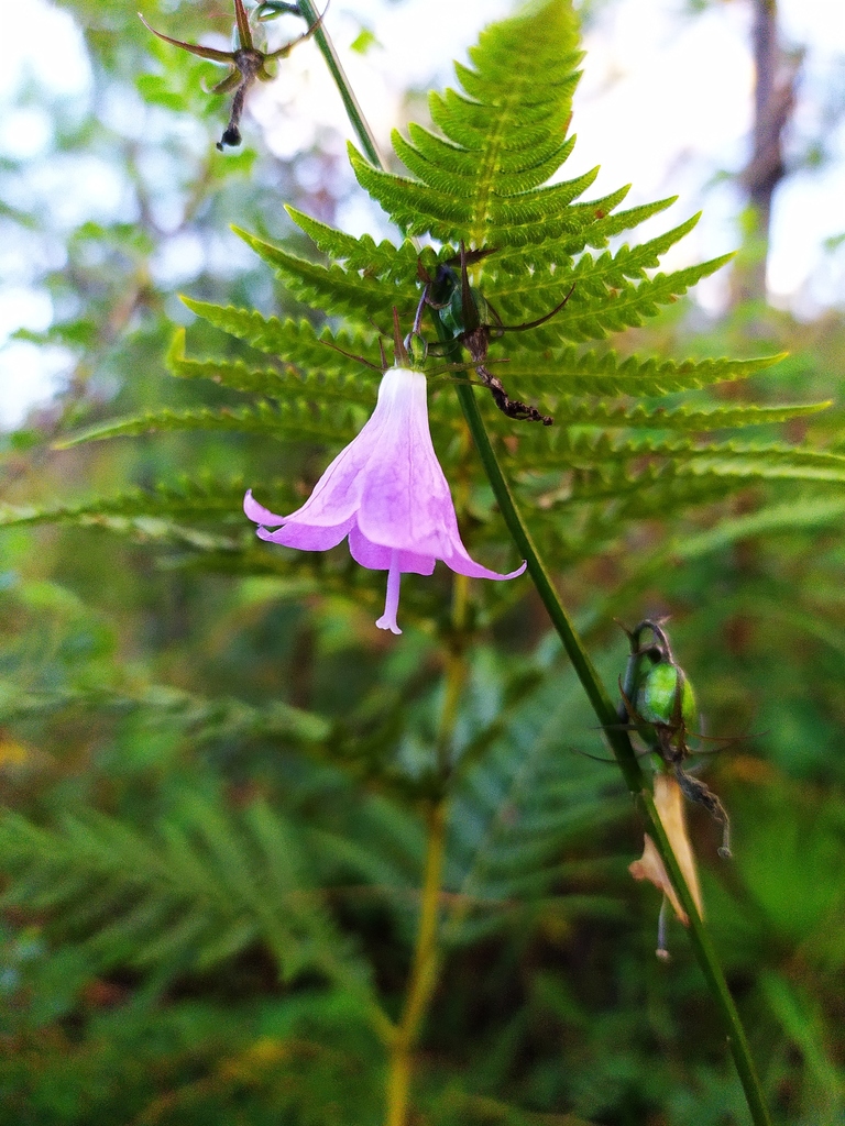 Adenophora khasiana