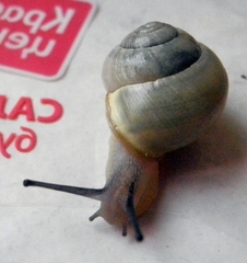 Cepaea hortensis