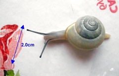 Cepaea hortensis