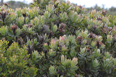 Protea burchellii × laurifolia