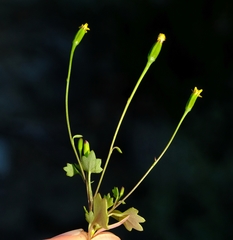 Stilpnogyne bellidioides