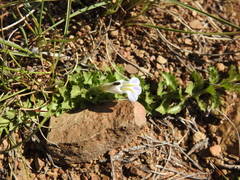 Lobelia thermalis