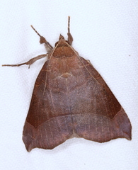 Bastilla hamatilis