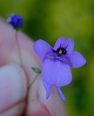 Diascia macrophylla