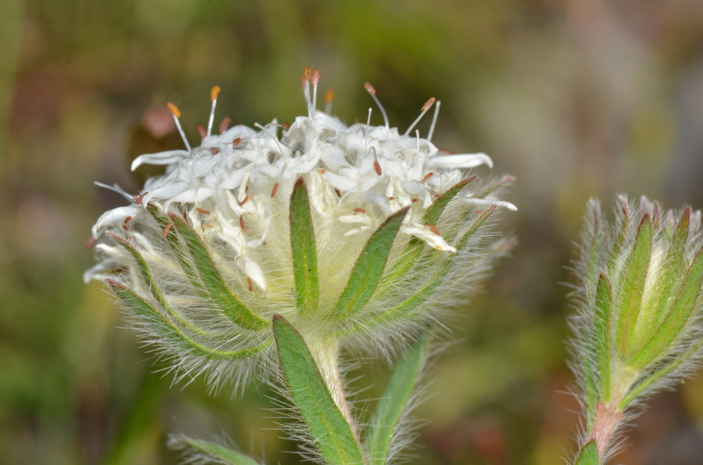 Pimelea imbricata