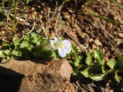 Lobelia thermalis