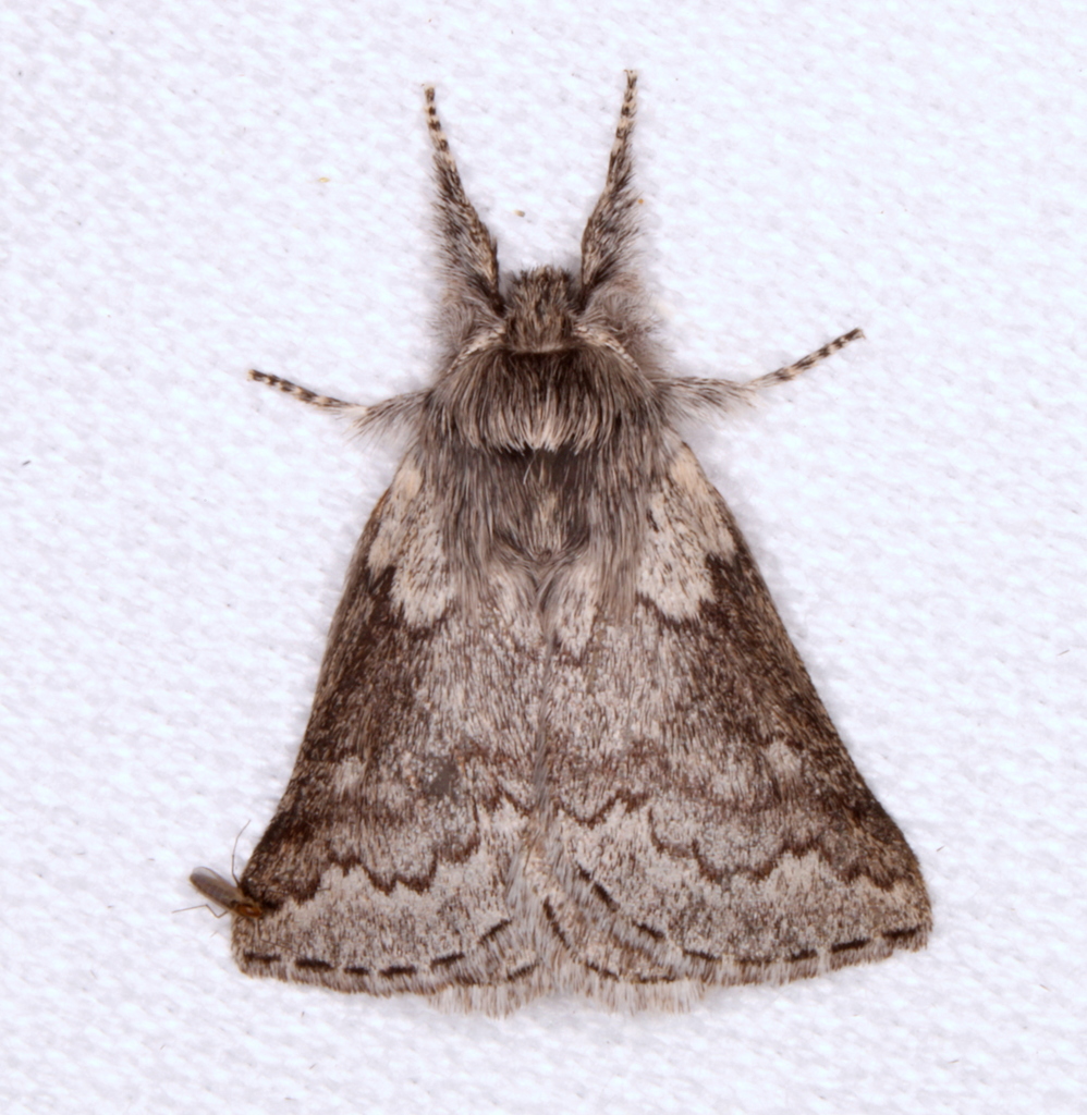 Munychryia senicula