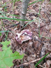 Russula