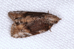 Etanna clopaea
