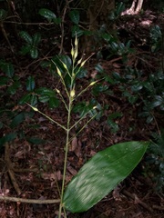 Olyra latifolia image