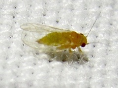 Heteropsylla