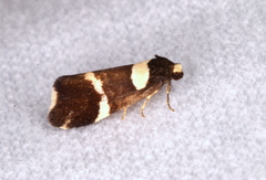 Thallarcha phalarota