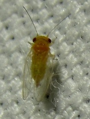 Heteropsylla