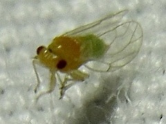 Heteropsylla