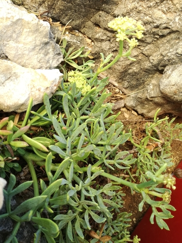 Rock samphire