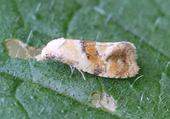 Cochylidia rupicola
