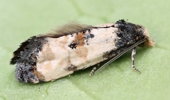 Neocochylis dubitana