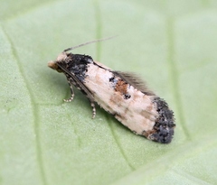 Neocochylis dubitana