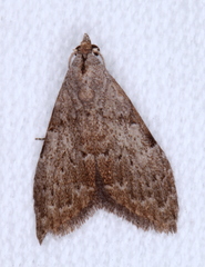 Nola pleurosema