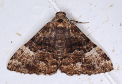 Aporoctena scierodes