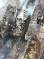 Pteroxanium