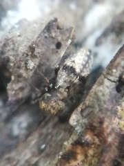 Pteroxanium