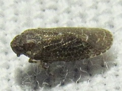 Opsiplanon luella