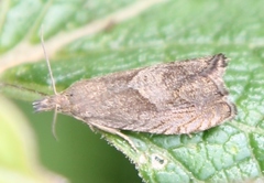 Dichrorampha simpliciana