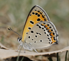 Lycaena panava