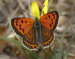 Lycaena panava