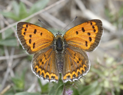 Lycaena panava