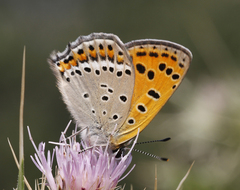 Lycaena panava