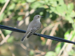 Muscicapa striata
