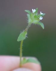 Phyllopodium anomalum