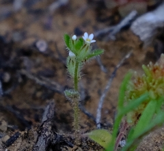Phyllopodium anomalum