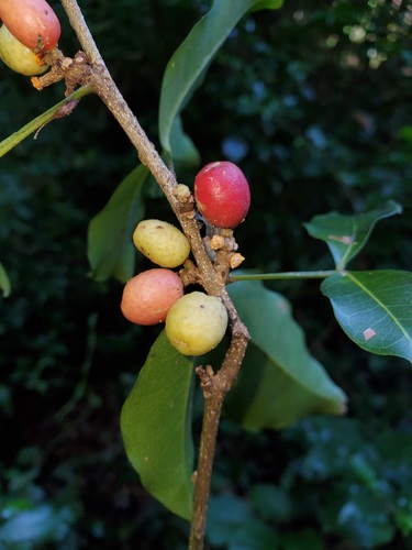 Anisety (Vepris boiviniana)