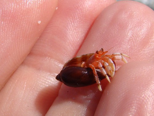 Cypraeidae