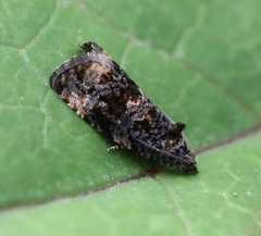 Endothenia ustulana