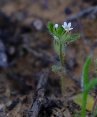Phyllopodium anomalum