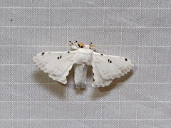 Penicillifera apicalis