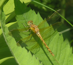 Sympetrum striolatum imitoides