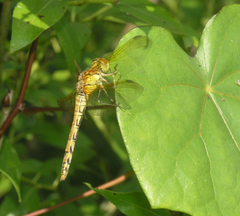 Sympetrum striolatum imitoides