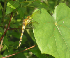 Sympetrum striolatum imitoides